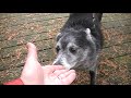 Wag On Inn Rescue Skipper the Schipperke mix male Nov 27 2009 .MOD