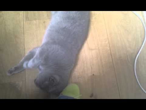 Video0010 - 
