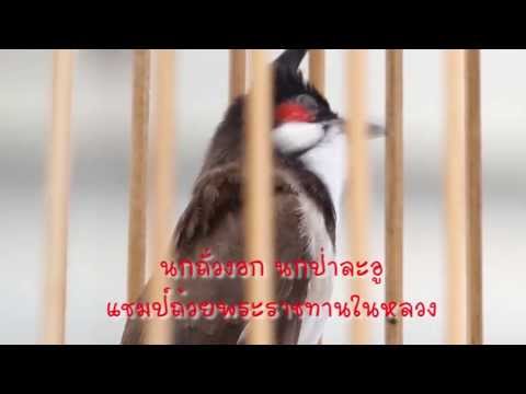 รายการเจาะสนามนก ออนทีวี ตอน ไก่พระองค์ดำ บานาน่า สูตรอาหาร