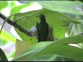 Baby Humming Birds