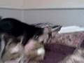 videos de motita