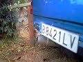 opel corsa a c20xe 2.0 16v con carburacion weber 40x4, cualata preparada, pistones,bielas, volante motor aligerado,escape directo,bla,bla .lo vendo. ahh para los entendidos no hace falta decir que el humo es simplemente acomulacion de gasolina en los cilindros, es decir, falta de ajuste de la presion en toda la rampa de gasolina para los weber y que lleba muchisimo tiempo sin arrancar. el coche lo hice con 17 a�os, y despues de mas de 4 a�os parado por no saber legalizarlo, asi es como ha arrancado. ni limpieza de carburadores, ni ajustes ni nada de nada. solo 4 bugias nuevas. adehnetworks@gmail.com