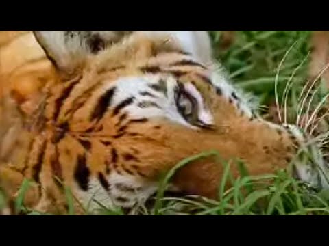 What is the future of the Tigers? - Battle to avoid big cat extinction - BBC wildlife
