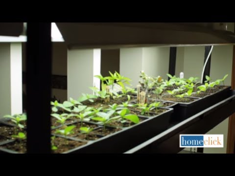 how to grow gerbera plants