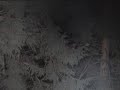 Tawny Owl 2