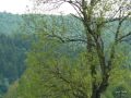 Bieszczady