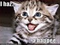vERY fUNNY cATS 23 vERY fUNNY cATS 23