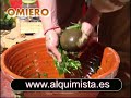 omiero, limpieza espiritual, santeria el alquimista tarot