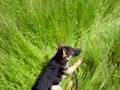 Article Indication with a puppy.