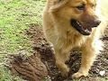 Digging Dog