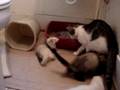 Cat and 5 ferrets playing