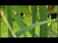 Ducks on a Pond