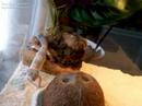 My Leopard Gecko eating a Waxworm [While shedding.]