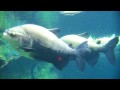 Amazonia Aquarium at National [DC] Zoo - YouTube