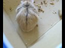 Beds for Hamsters: Snuggly, Cozy, and Great Pet Supplies! Beds for Hamsters: Snuggly, Cozy, and Great Pet Supplies!