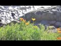 Miles Dean: World Jazz Music by Michael Pluznick/Joel Lindheimer