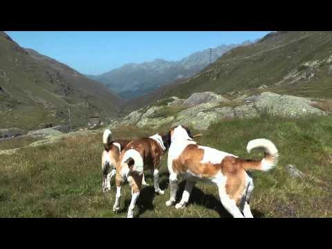 saint bernard