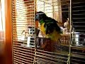 Mohrenkopfpapagei duscht.Senegal parrot showers.