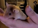 Dangermouse