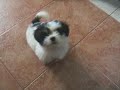 KIKAY SHITZU DOG KIKAY SHITZU DOG