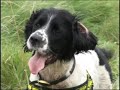 Toby the sniffer dog