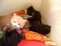 チビ猫×5（生後3週間It is three weeks after life）