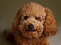 Poodle Woodle my Noodle