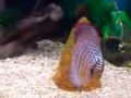 DISCUS FISH TURKS LEOPARDS PIGEON BLOOD