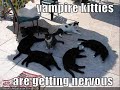 LOL cats part ? (i\ LOL cats part ? (i\