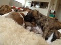 ウィペット 生後17日目 目が開きました!