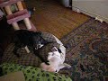 Luna takes on Jubilee and gets rammy