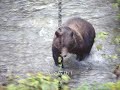 Grizzly Bear