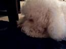 puppy puppy
