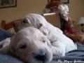 Pic Negre Golden Retriever:Anuska y Dasty 3.wmv