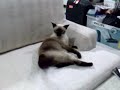 the cat with a crooked tail the cat with a crooked tail