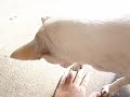 dog clawing