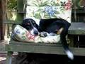 Basset Hound video