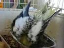haku bañandose