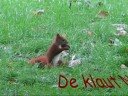 Katteker in S�dangeln