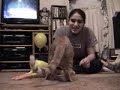 my cat protecting us from a rubber chicken my cat protecting us from a rubber chicken