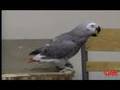 Alex, the talking research African Grey parrot passes away.