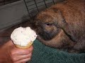 Bunny Musings