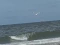 Zeemeeuw gevolgd langs het strand