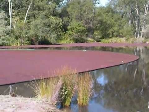 how to harvest azolla