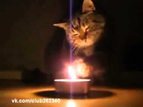 Hot ̶d̶o̶g̶ cat :)