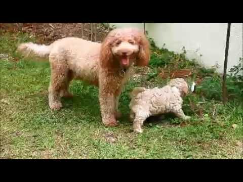 Fiona female Labradoodle puppy