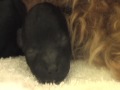 Toy Poodle puppies, Delilah -x- King, Birth 'till week 1