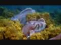  - MovieZen Video