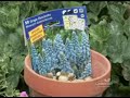 Osmocote Gardening Tip 21 Planting Bulbs Osmocote Gardening Tip 21 Planting Bulbs