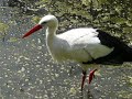 Storch im Vogelpark Herborn-Uckersdorf